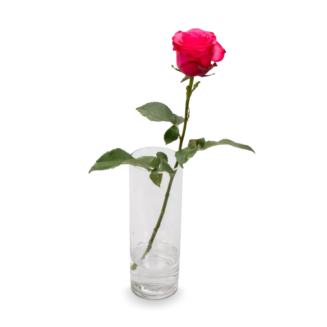 Bouquet of pink and white roses